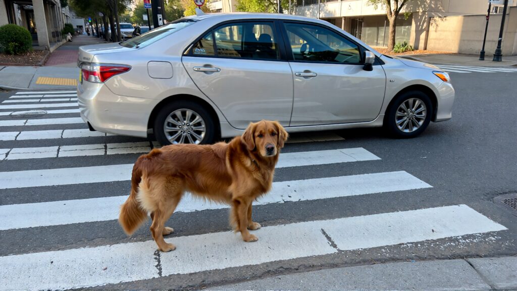 Juris digital a dog near a Toyota car on a pedestrian lane 5f0760d5 f0f5 4269 827e 2e27eb38911b