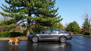 Car, dog, and pine tree scene.