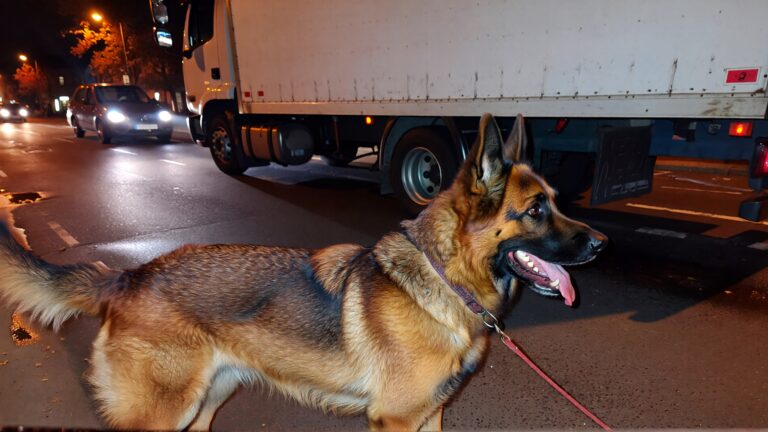 Samantha parian a K9 dog on the street and a truck at night time 64bd1a5d 291d 4ecc bbbc 535dee66ed04